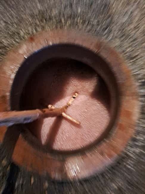 Wine Tour by Winemaker - Entering Georgia’s Wine World: An In-Depth Look at the Experience