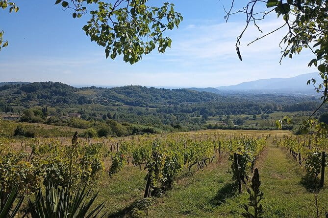 Wine Tour in the Countryside of Lucca with Lunch - with Minivan - FAQ – Quick answers to common questions