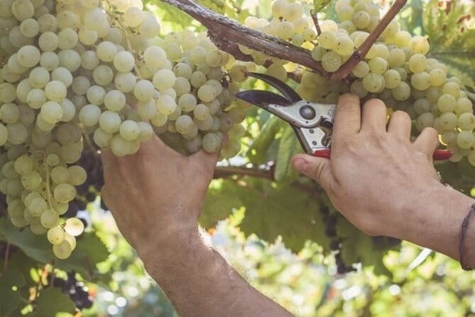 Wine Tour (lunch included) - The Sum Up