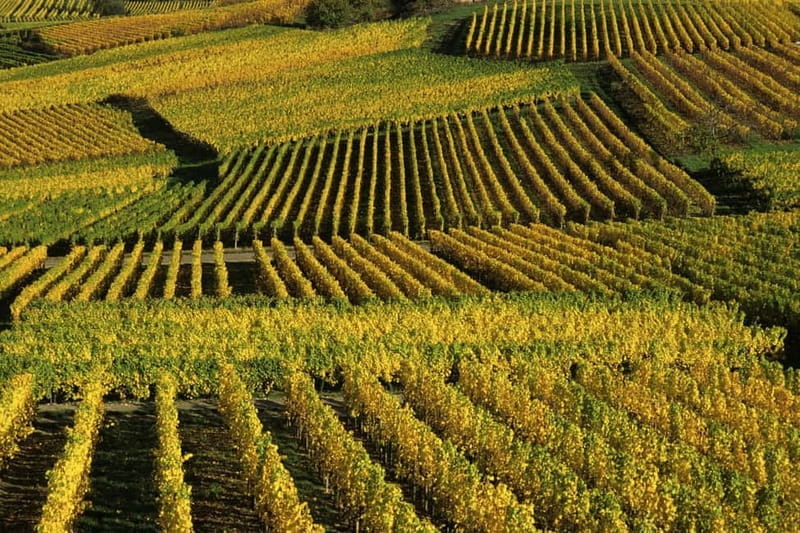 Wine tour of the Alsace wine route - Key Points / Takeaways