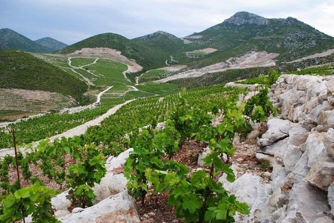 Wine tour peninsula Peljeac - Final Thoughts: Is This Tour Right for You?