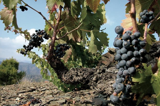 WINE TOUR PRIORAT: Visit 2 Top Wineries, Wine Tasting & Gourmet Lunch - Detailed Itinerary and Highlights