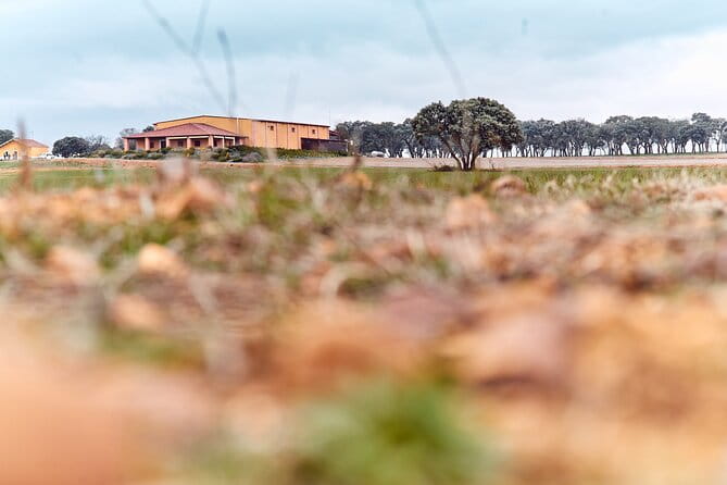 Wine tourism: Wine tasting - Entering León’s Wine Country by Buggy