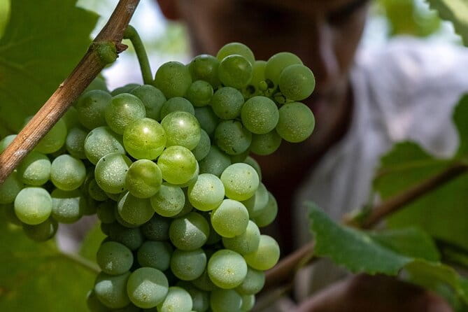 Winery Tour and tasting - Key Points / Takeaways