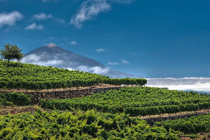 Winery Tour and Tasting in Tenerife with the Sommelier - Who Should Consider This Experience?