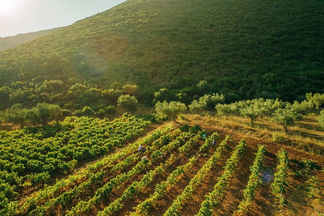 Winery Tour and Tasting in Zakynthos with the Winemaker - What to Expect from the Tour