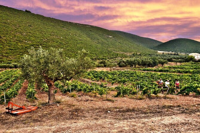 Winery Tour and Tasting in Zakynthos with the Winemaker - FAQ