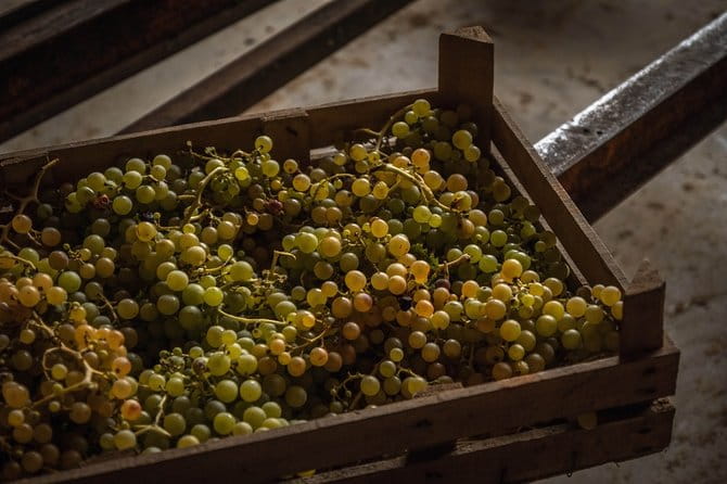 Winery Tour and Wine Tasting in Montepulciano d'Abruzzo - Exploring Pescara’s Countryside and the Historic Estate