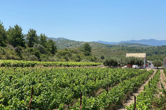 Winery Tour, Tasting and cooking with the Winemaker in Rhodes - Practical Tips