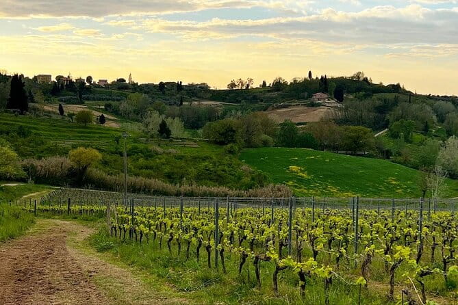 Winery Tour & Tasting in Pisa Countryside - Key points / Takeaways