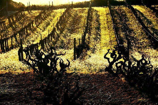 Winery Tour with Private Luxury Vehicle from Barcelona with Hotel pick up - The Value of This Tour: Price, Quality, and Authenticity