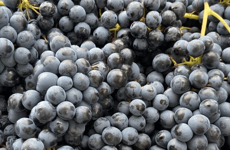 Winery Visit on Parma Hills & Wine Tasting with Food Platter - Key Points / Takeaways