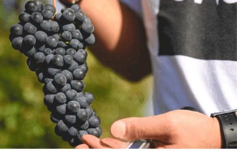 Winery Visit on Parma Hills & Wine Tasting with Food Platter - Entering Emilia-Romagna’s Wine World