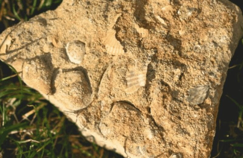 Winery Visit on Parma Hills & Wine Tasting with Food Platter - Tasting the Heart of Emilia-Romagna