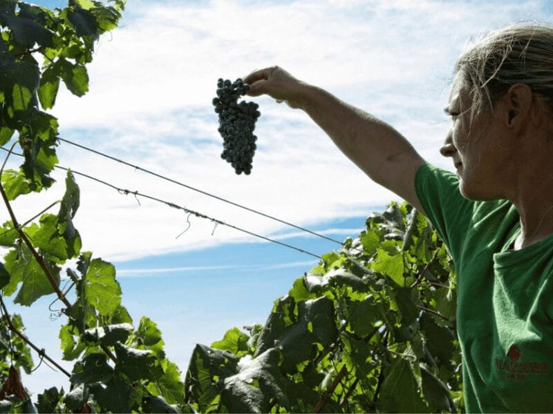 Winery Visit & Tasting near Grosseto with 6 wines - Key Points & Takeaways