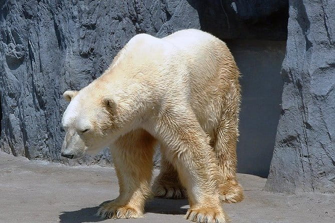 Winter in Hokkaido! Visit Asahiyama Zoo, the Frozen Ice Sea and Sunset Cruise - Key Points