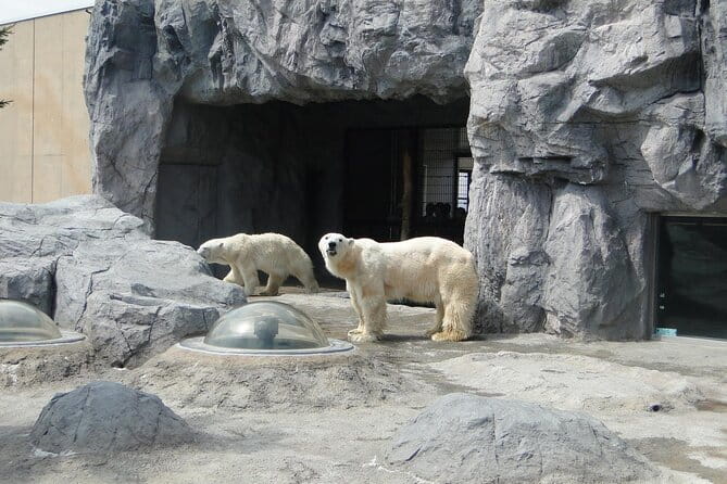 Winter in Hokkaido! Visit Asahiyama Zoo, the Frozen Ice Sea and Sunset Cruise - Exploring Asahiyama Zoo