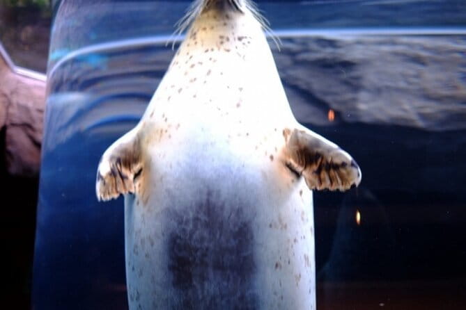 Winter in Hokkaido! Visit Asahiyama Zoo, the Frozen Ice Sea and Sunset Cruise - Cruising the Frozen Ice Sea