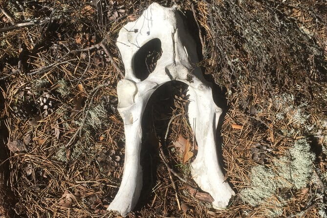 Wolf and Wildlife Tracking in Sweden - Final Thoughts: A Wilderness Experience Worth Considering