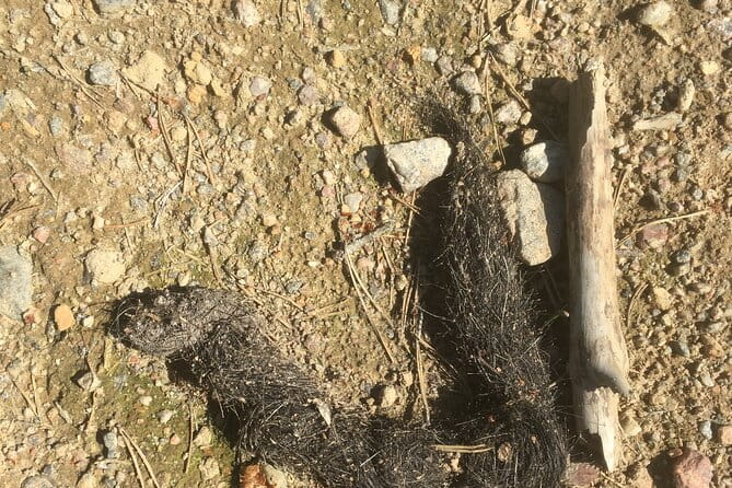 Wolf and Wildlife Tracking in Sweden - Frequently Asked Questions