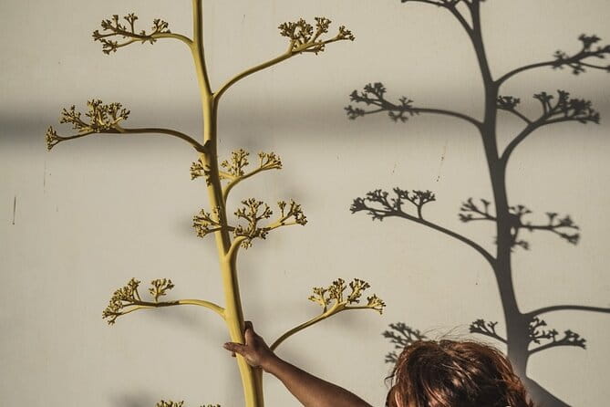 Workshop with the Desert Craftsman in Almería - Price and Logistics Analysis