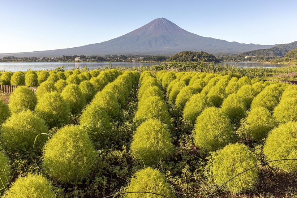 World Heritage! Fuji, Niikura-Sengen Shrine, Oshino-Hachikai - Key Points