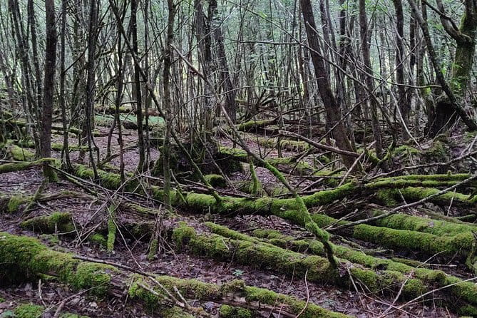 World War 1 Walk Through Trenches and Bunkers - Review of the World War 1 Walk Through Trenches and Bunkers in Reims