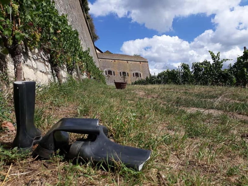 Wuerzburg: Vineyard rally with wine tasting and group dynamics - FAQ