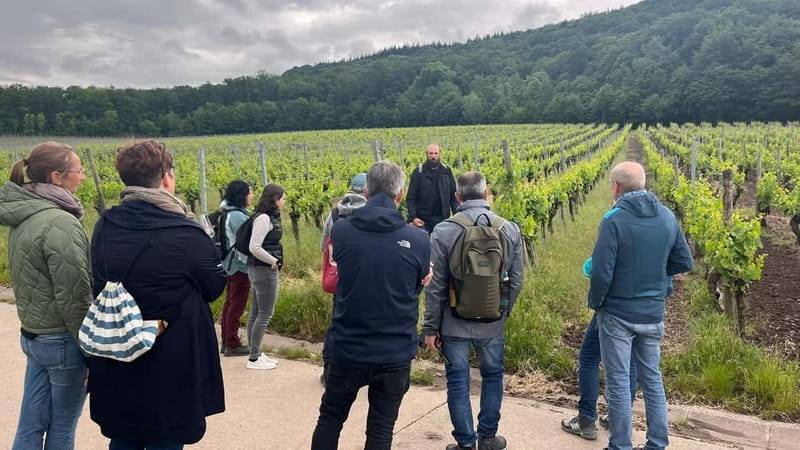 Würzburg: Excursion to the vineyards - enjoyable wine hike & tasting - Key Points / Takeaways