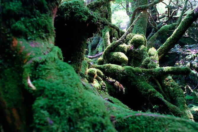 Yakushima Private Island Sights Tour With English Speaking Guide - Hiking Experience and Requirements