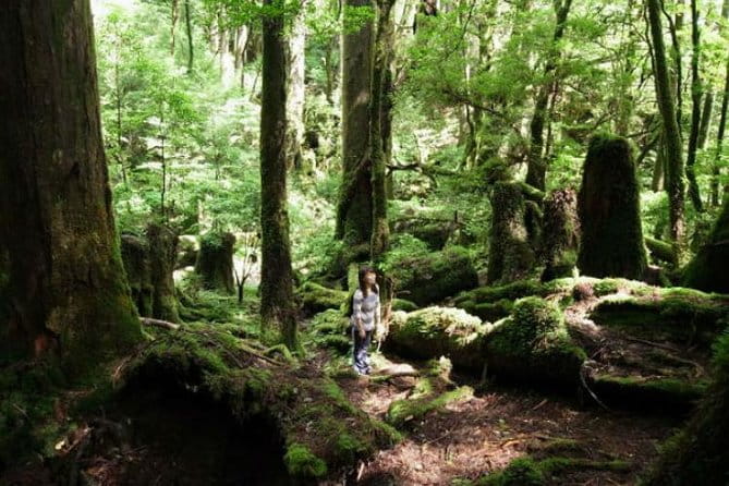 Yakusugi Cedar Forest Walking Tour on Yakushima Island - Tour Itinerary and Highlights