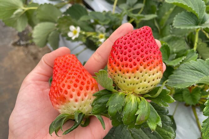 YokaBus 2 Hour Strawberry Feast Healthy Lunch Sakura Dyeing Tour - Inclusions and Amenities
