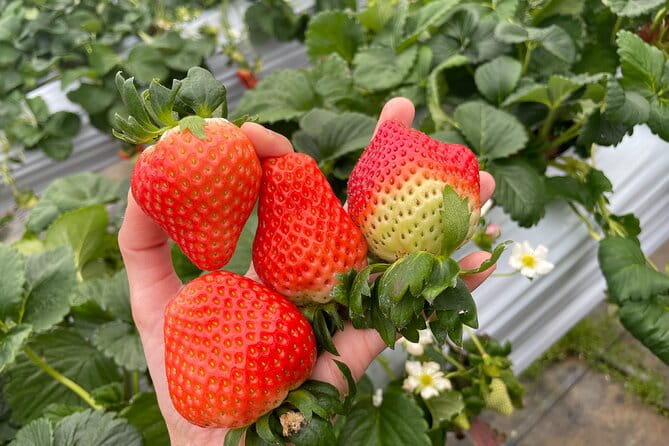 YokaBus 2 Hour Strawberry Feast Healthy Lunch Sakura Dyeing Tour - Important Information for Participants