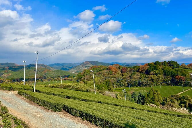 YokaBus A Day in Tea Fields Yame and Yanagawa River Boat - Transportation and Meeting Point