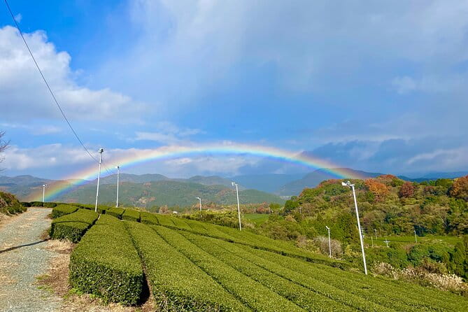 YokaBus Heritage in a Cup of a Yame Tea & Sake Tasting Expedition - Culinary Delights Included