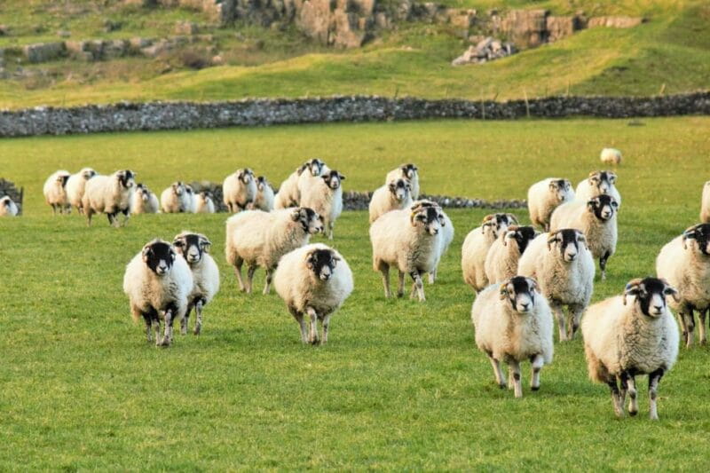 York: "All Creatures Great and Small" Yorkshire Dales Tour - FAQ