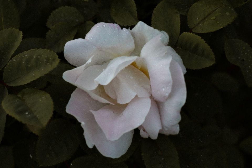 York Audio Walk: Ghosts, History, and Chocolate - Overview of the York Audio Walk