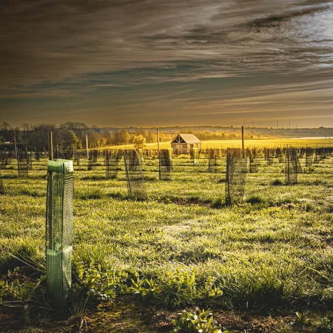 Yorkshire: Loversall Vineyard Wine Tasting and Tour - Key points / Takeaways