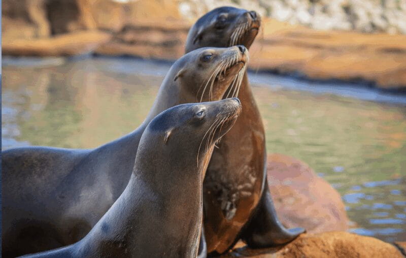 Yorkshire Wildlife Park: Entry Ticket - Key points / Takeaways