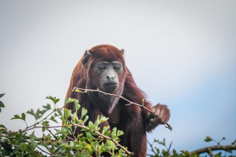 Yorkshire Wildlife Park: Entry Ticket - FAQ