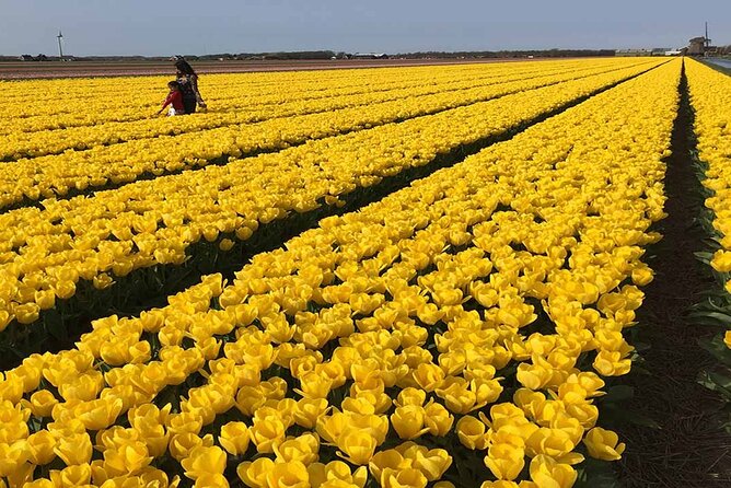 Zaanse Schans Windmills and Volendam Small-Group Tour From Amsterdam - Exploring Traditional Farms and Windmills