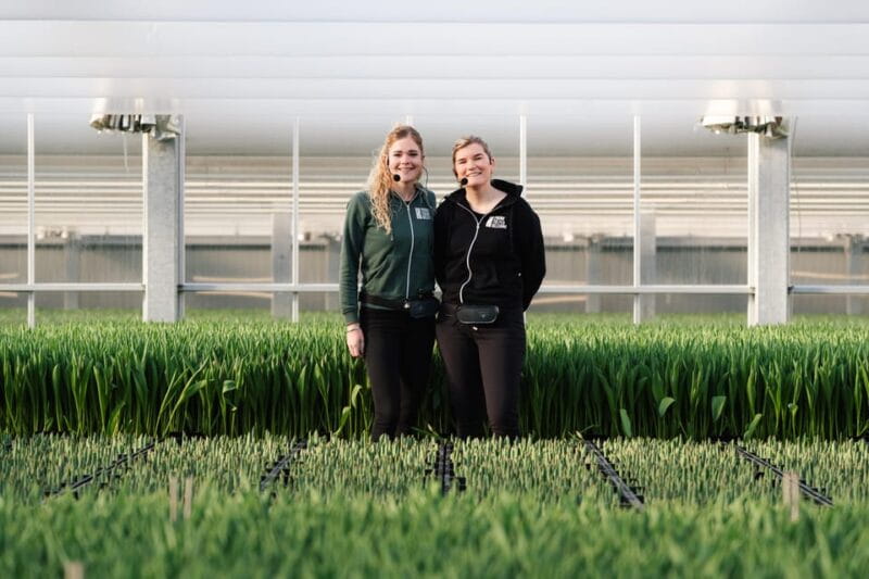 Zaanse Schans Windmills, Volendam and Tulip Greenhouse Tour - Behind the Scenes at the Tulip Greenhouse