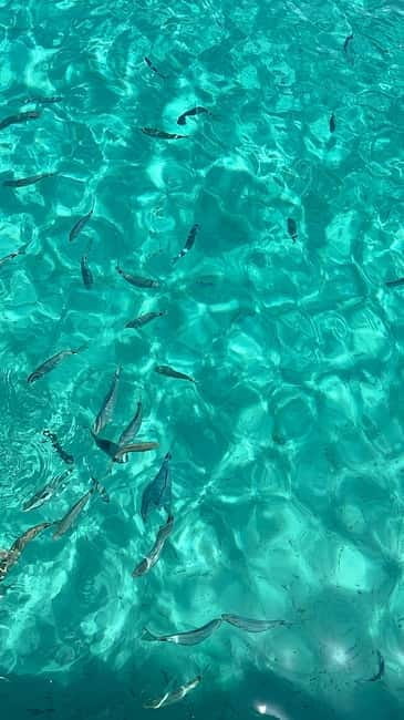 Zadar: Island Magic by Speedboat  A Paradise Escape - Price, Logistics, and Practical Tips