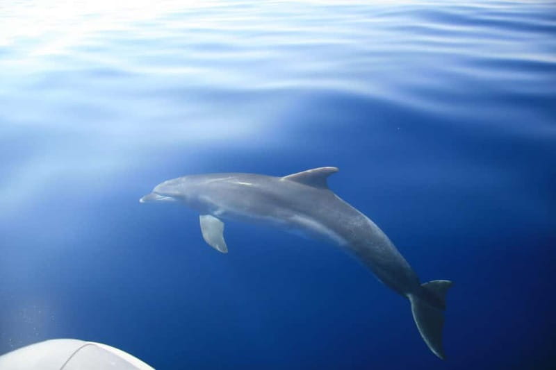 Zadar: Speedboat Tour with Snorkeling & Fruit - Practical Tips for Your Trip