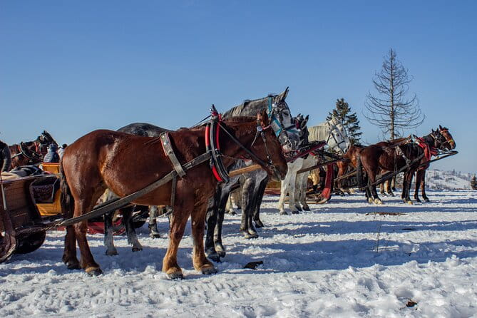 Zakopane Horse-Drawn Rides with Local Guide and Food Tasting - Key Points / Takeaways