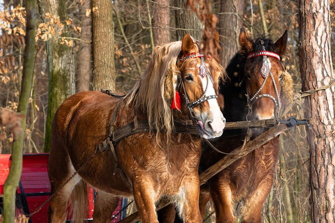 Zakopane Horse-Drawn Rides with Local Guide and Food Tasting - FAQ