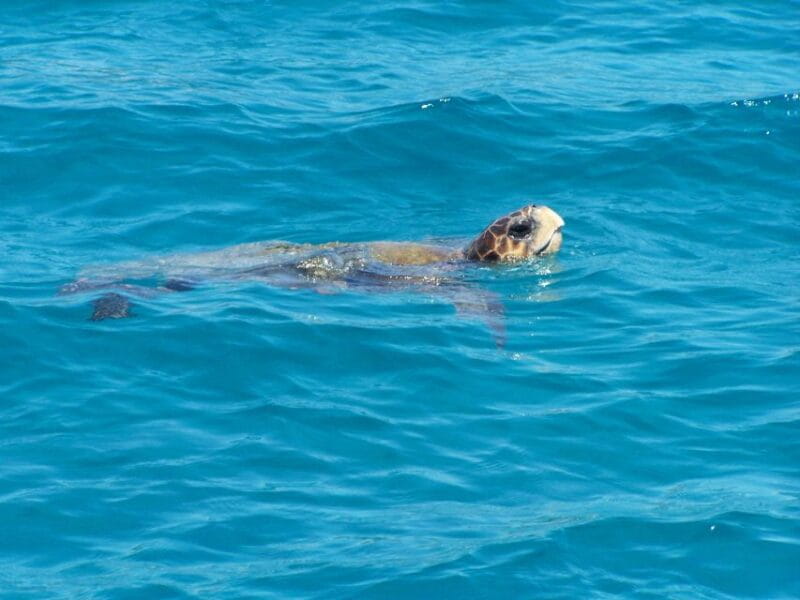 Zakynthos: Guided Boat Cruise to Turtle Island & Keri Caves - Exploring Zakynthos Coast: A Guided Boat Cruise to Turtle Island & Keri Caves