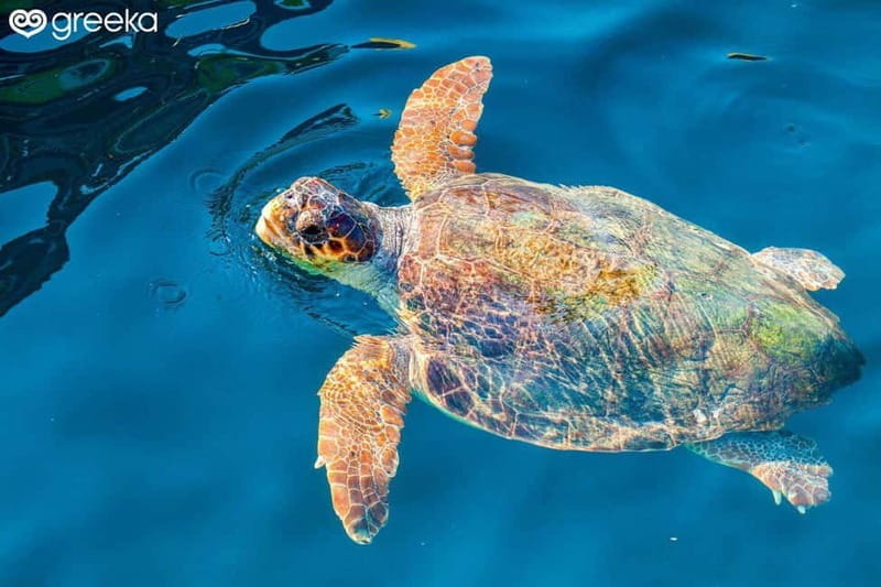 Zakynthos: Laganas, Keri, & Marathonisi Turtle Spotting Tour - Practical Aspects: Logistics, Cost, and Tips