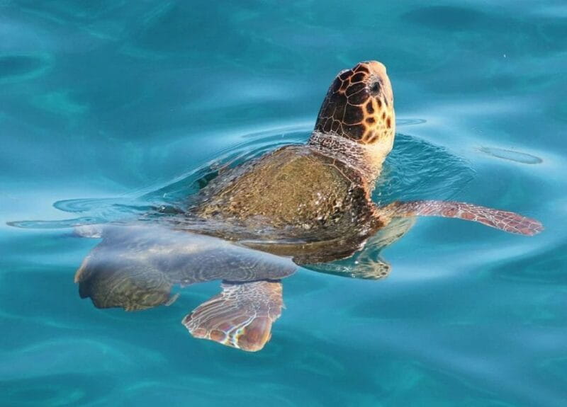 Zakynthos: Marathonisi, Cameo Island and Keri Caves Tour - Final Thoughts