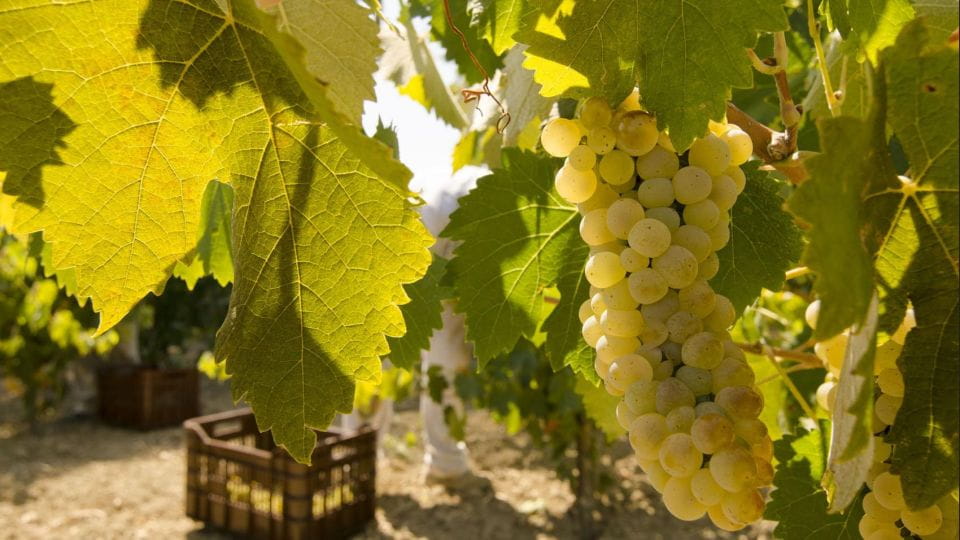 Zakynthos: Private Tour With Wine & Olive Oil Tasting - Frequently Asked Questions